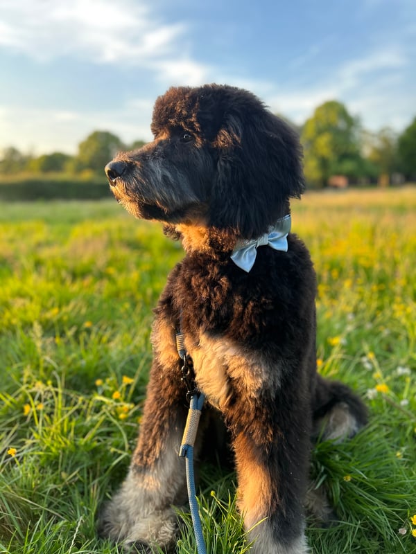 Angus