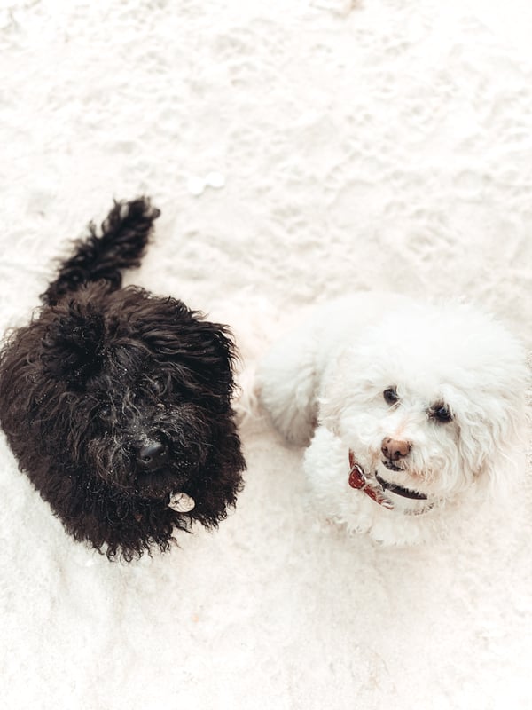 Cocó and Kaido