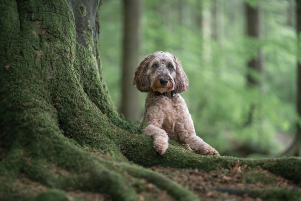 Dougal