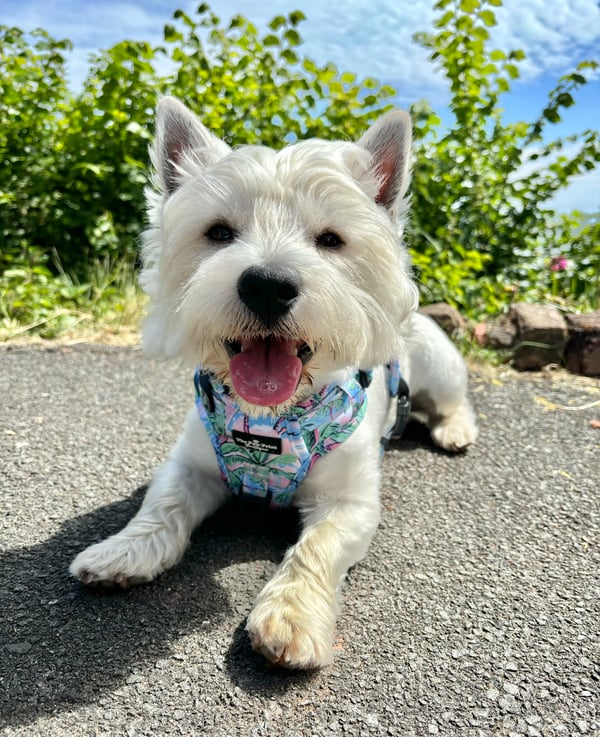 Nimbus