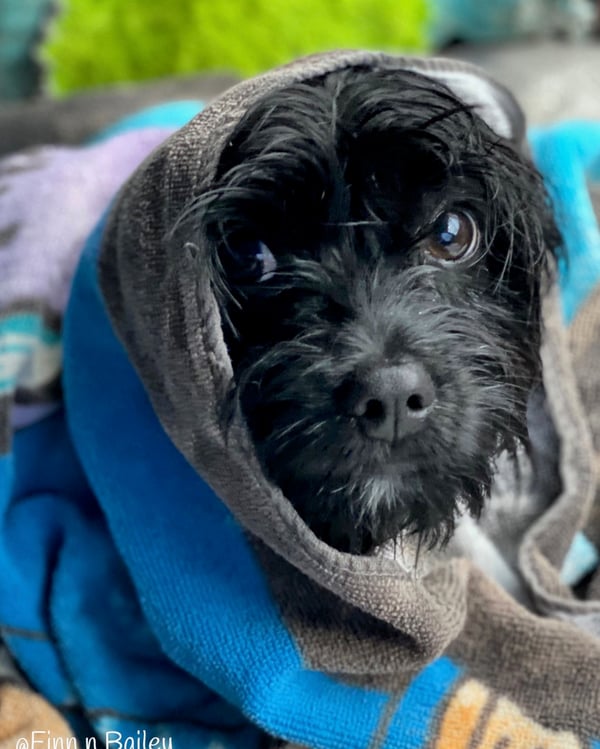 Finn