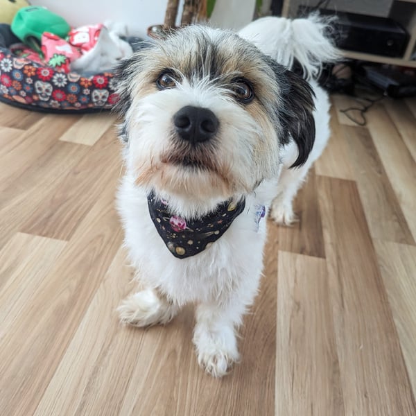 Basil