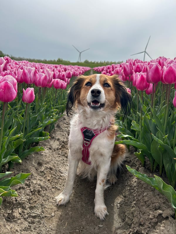 Heidi