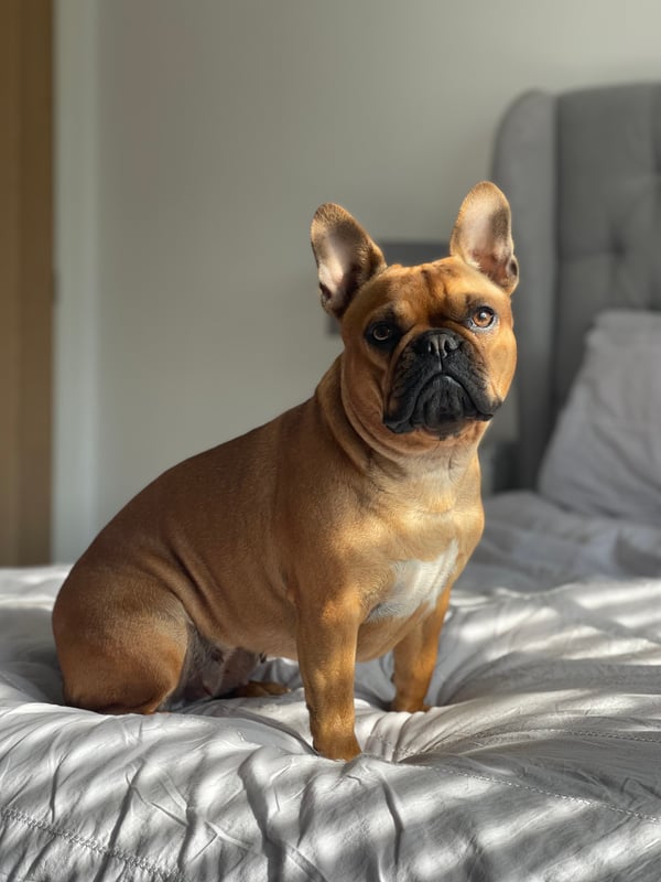 Daisy