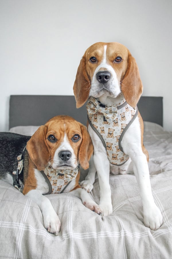 Kiki and koko