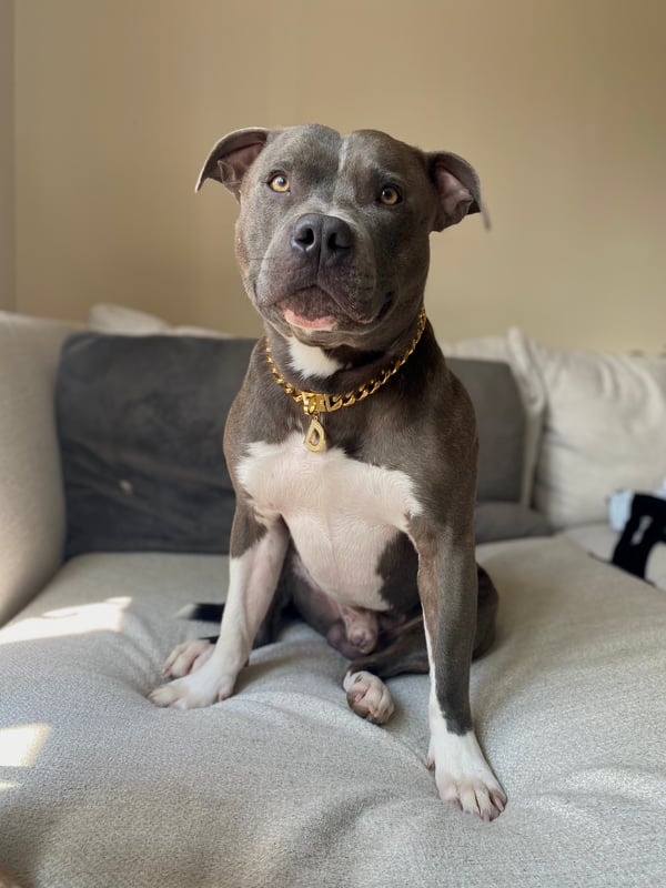 Diesel