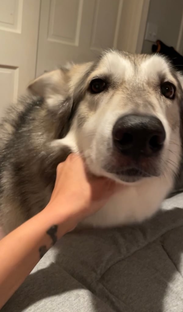 Simba