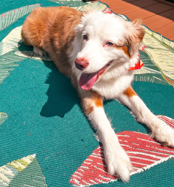 Mimosa