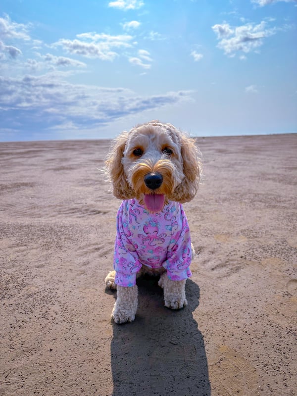 Violet