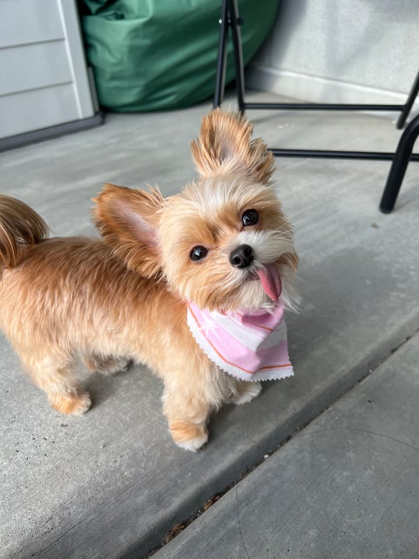 Evie