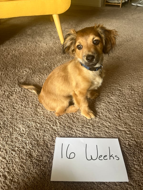 Nacho