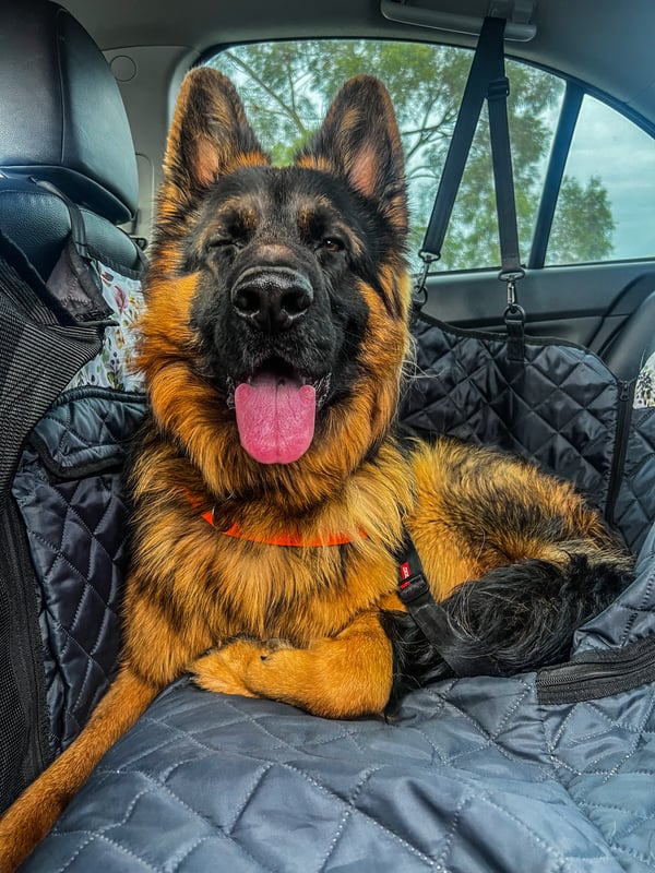 Chewbacca