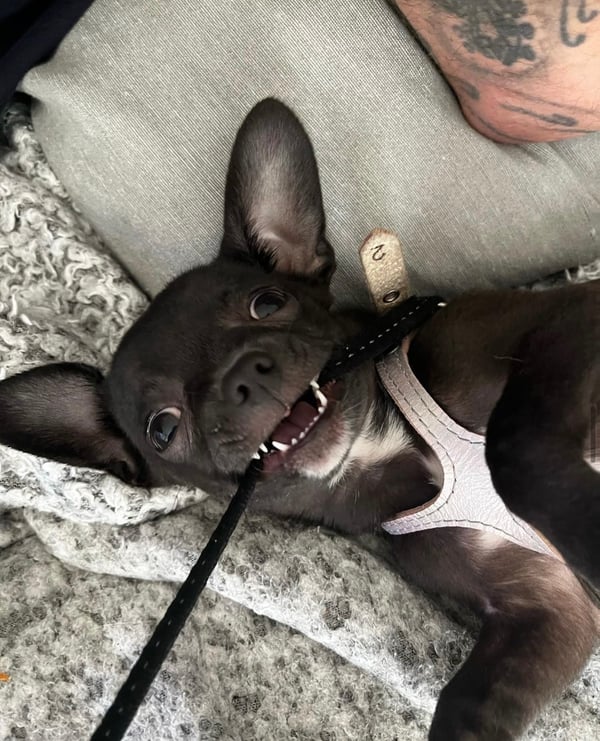 Binky end Smokey