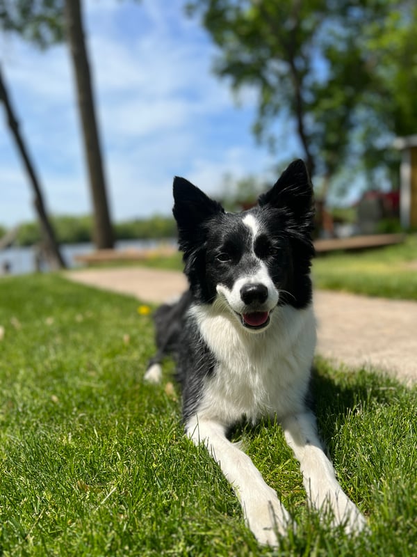 Blu