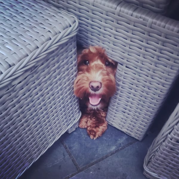 Walter