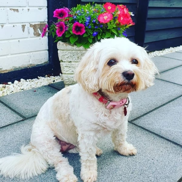 Lottie