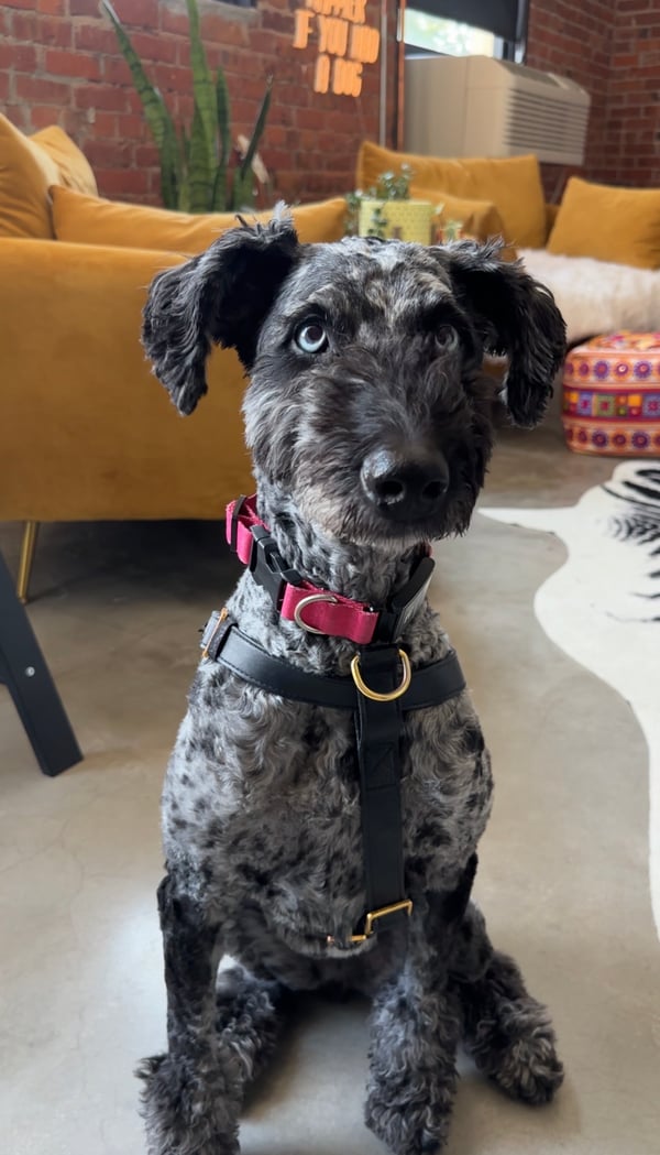 Ripley