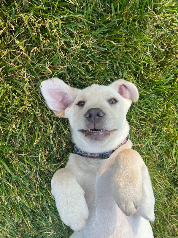 Tucker