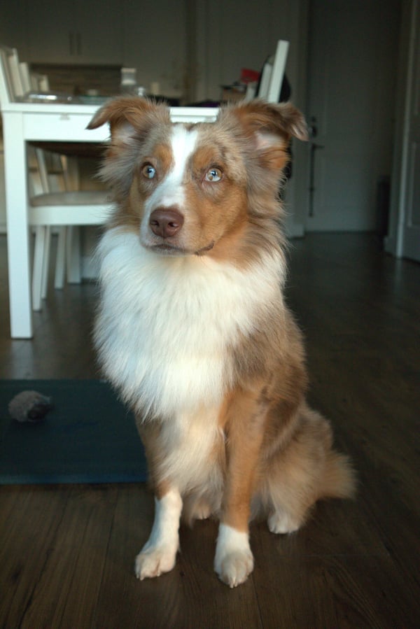 Luca