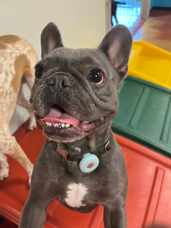 Oliver