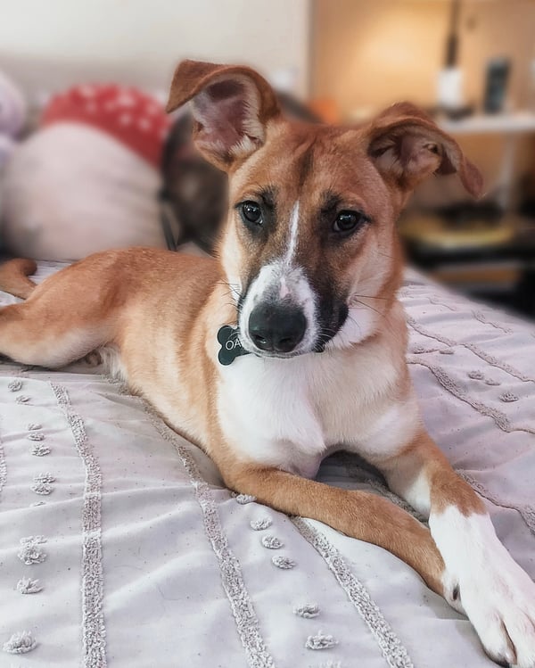 Oakley