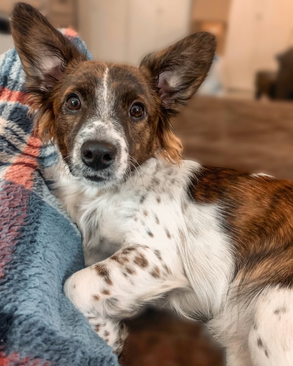 Cooper
