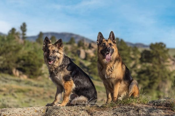 Remi and panzer