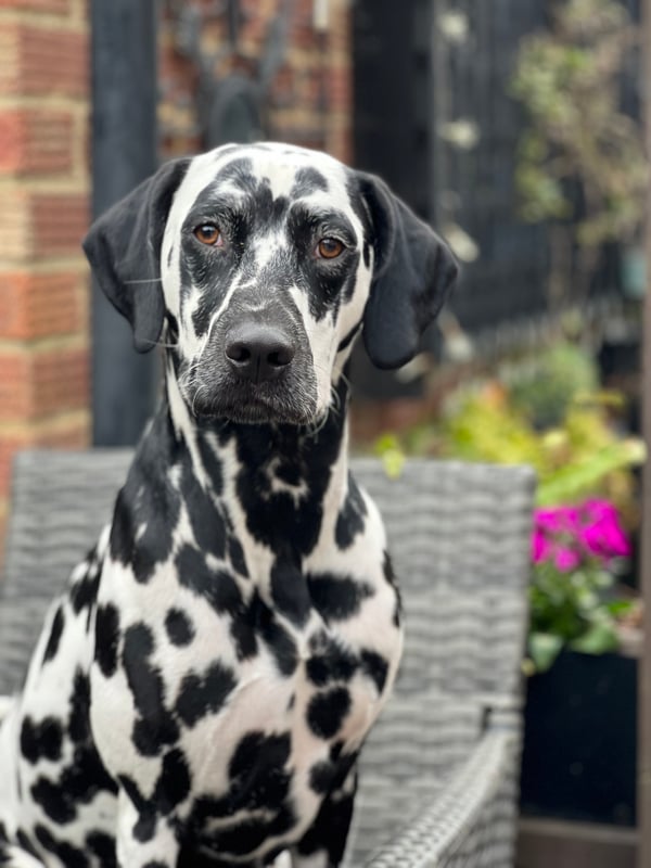 Darcy