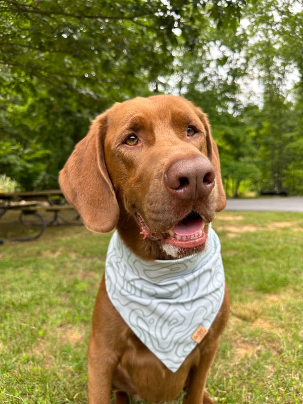 Auggie
