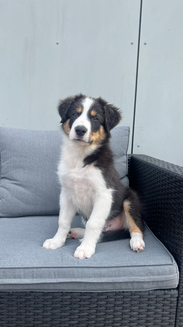 Zuko