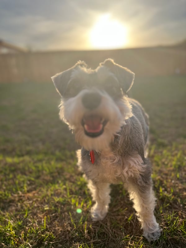 Apollo