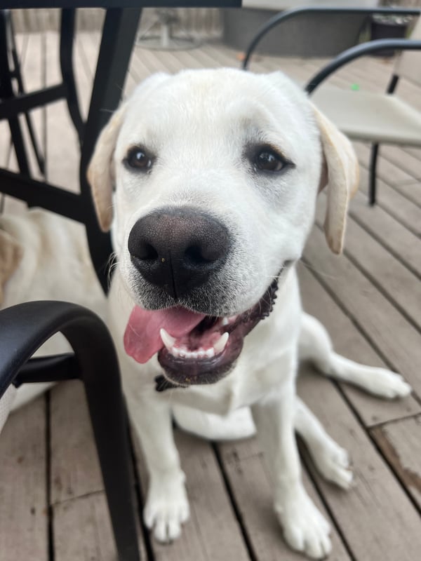 Diesel