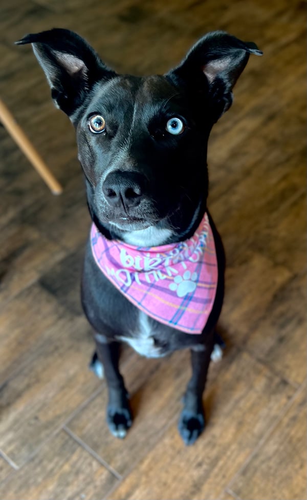 Zoya