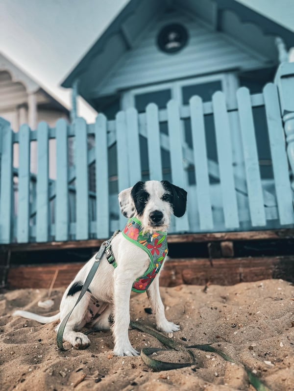 Bonnie