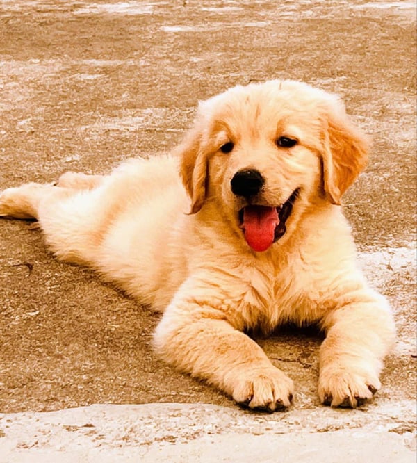 Bruno