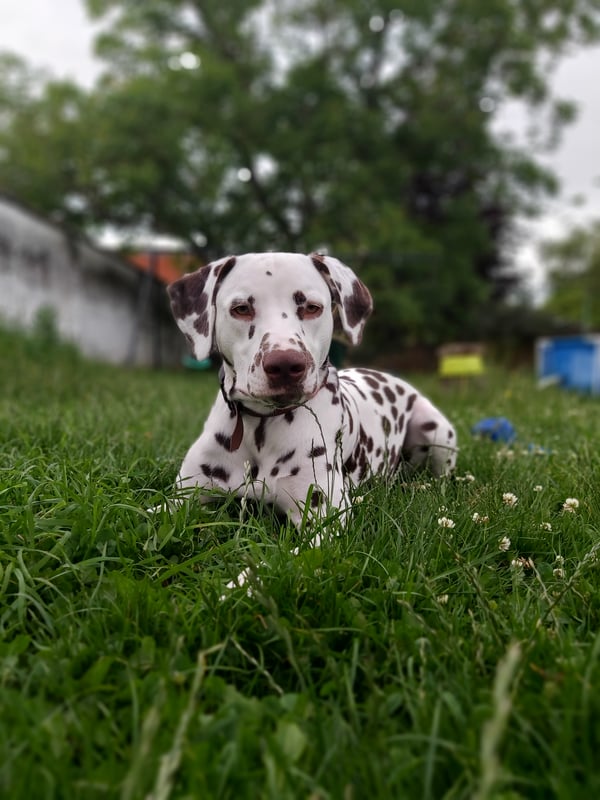 Toby