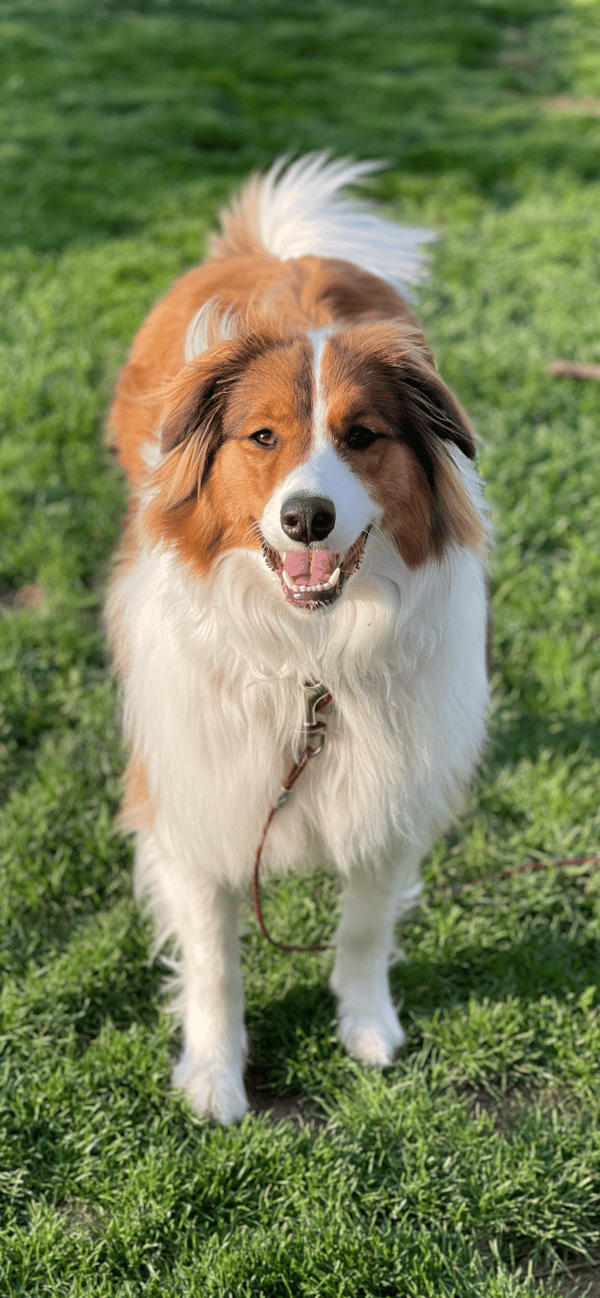 Milo