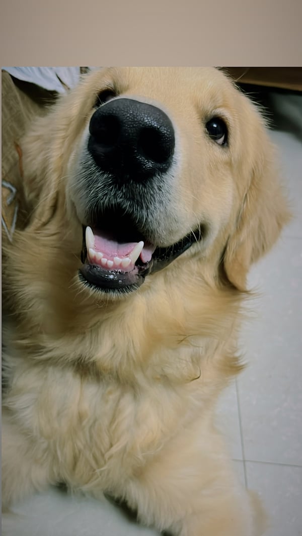 Bruno