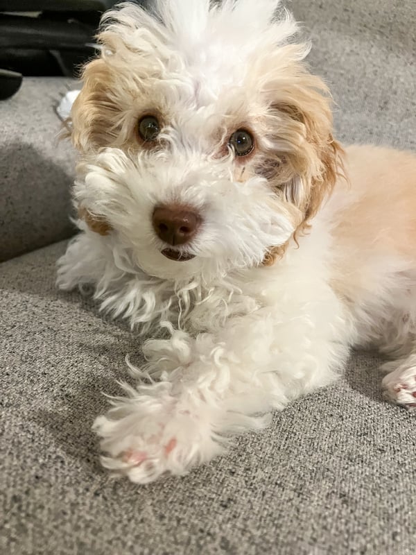 Mochi
