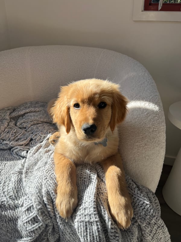 Maverick