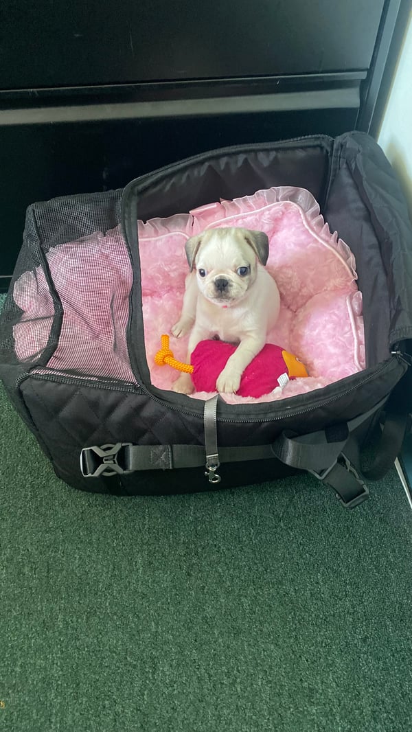 Penelope