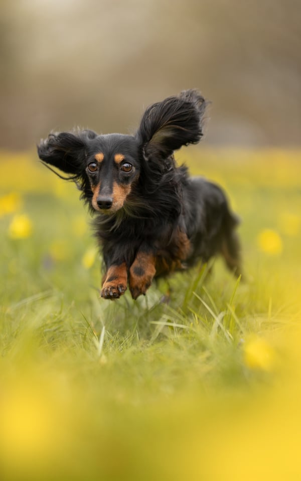 Diva