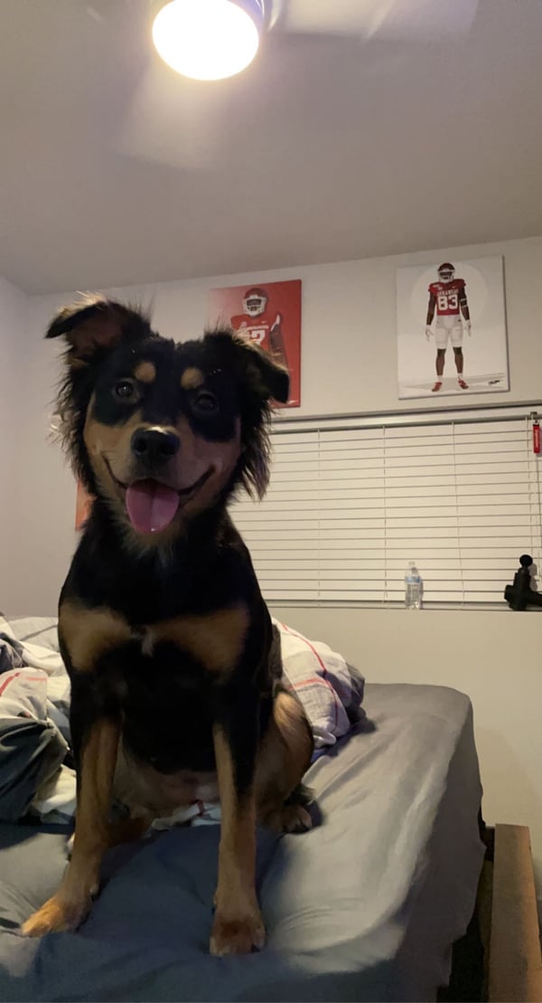 Louie