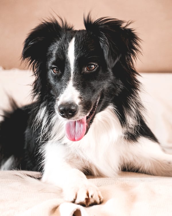 Kora