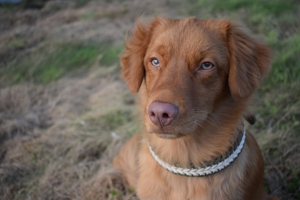 Lexy