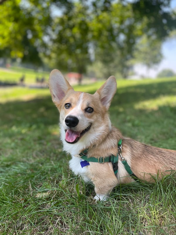 Ollie