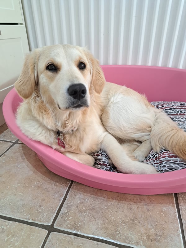 Dolly