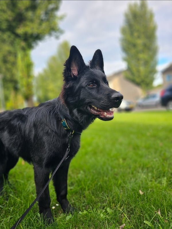 Zola