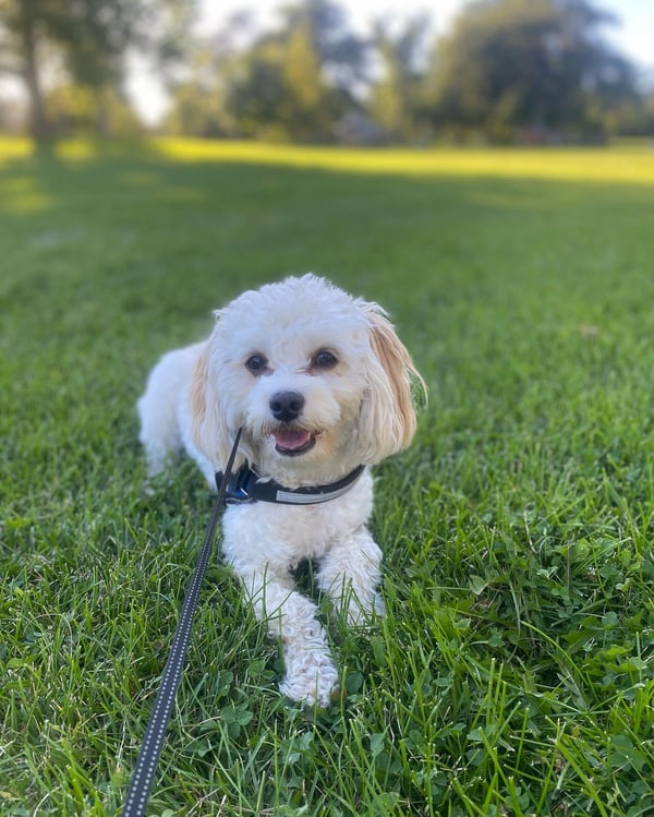 Zuni