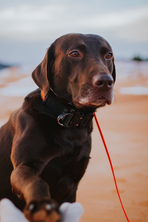 Maverick